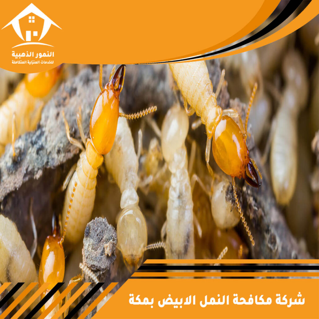شركة مكافحة النمل الابيض بمكة: دليلك الشامل لمكافحة النمل الأبيض