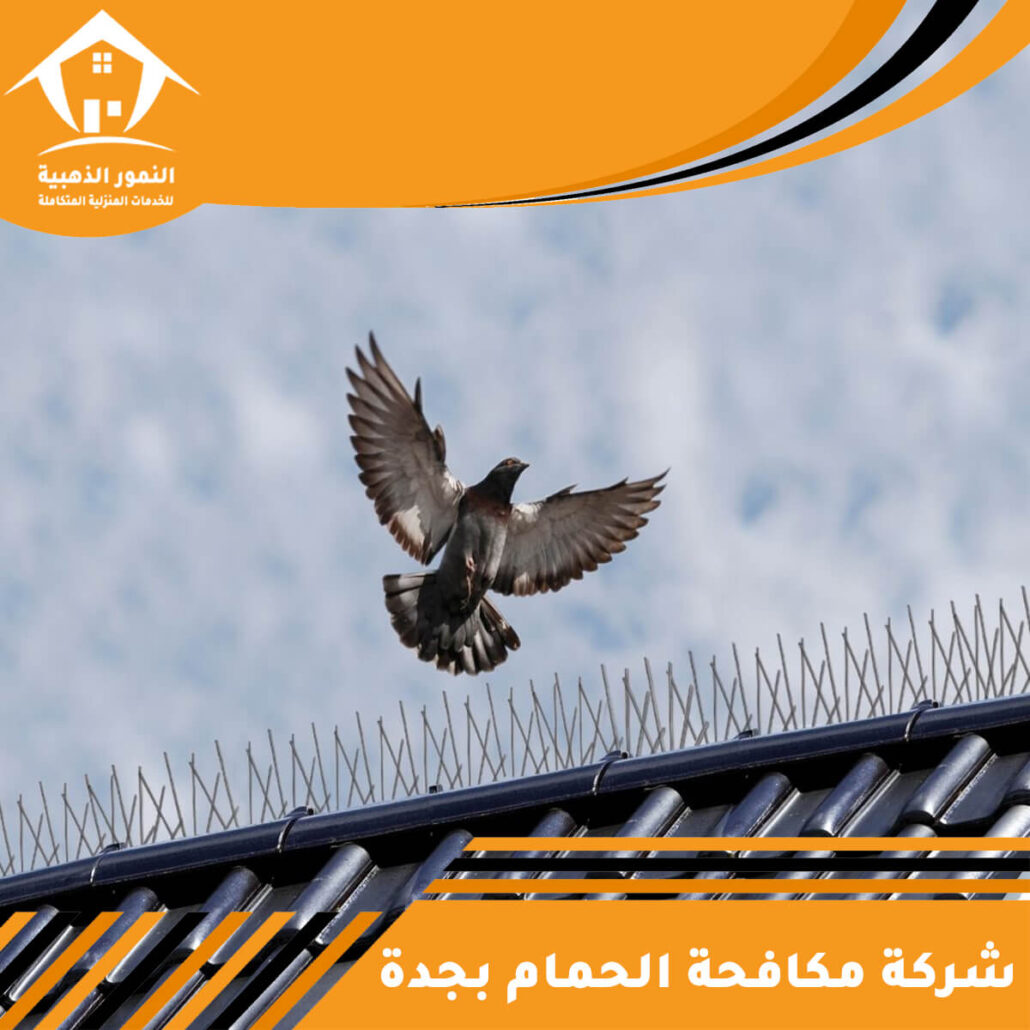 شركة مكافحة الحمام بجدة