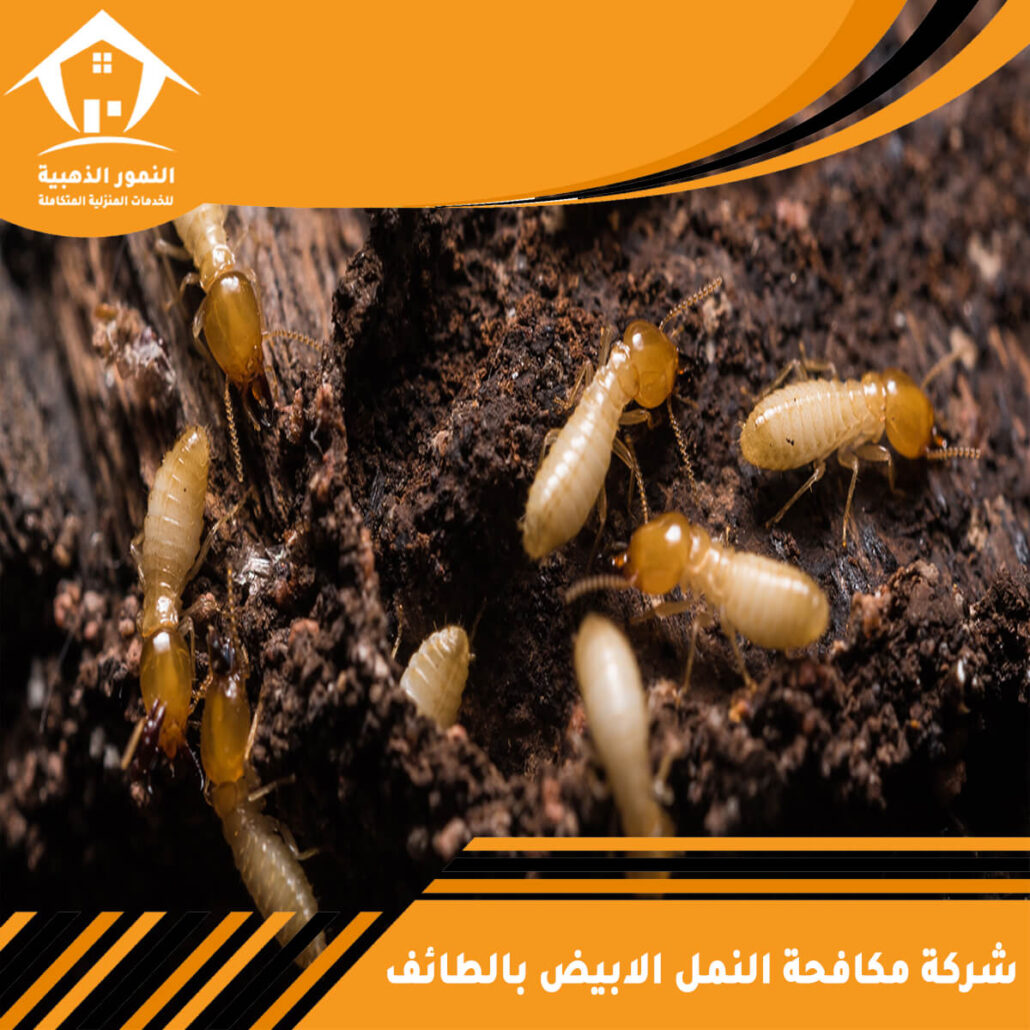 شركة مكافحة النمل الابيض بالطائف